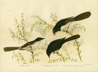 Rusteloze Vliegenvanger, 1891